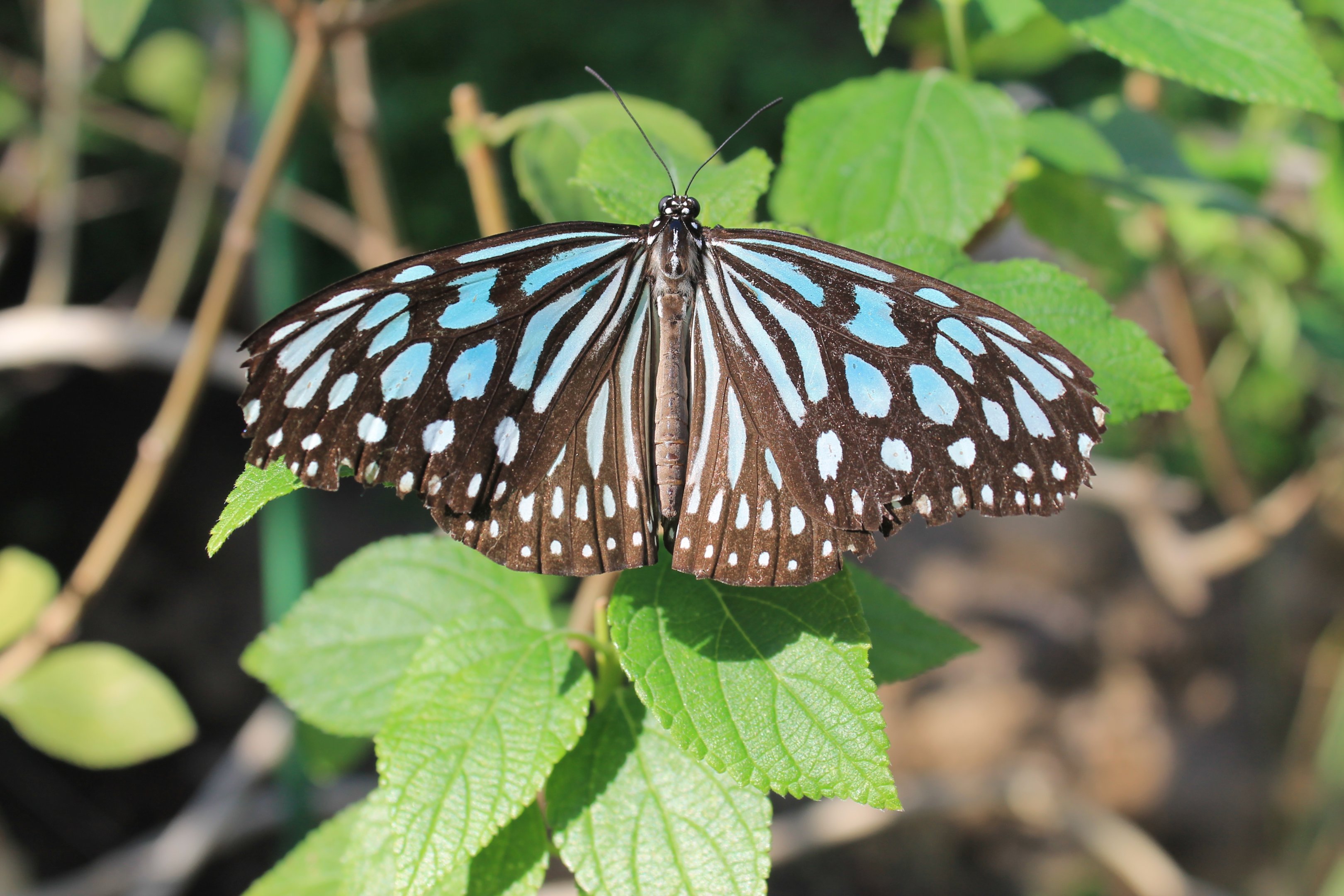 Blue Glassy Tiger (Ideopsis similis)