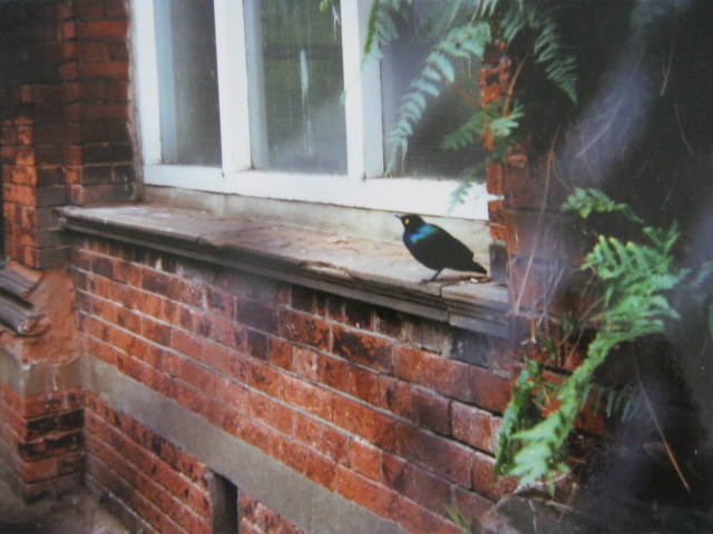 Blue Glossy Starling. London Zoo 1990.