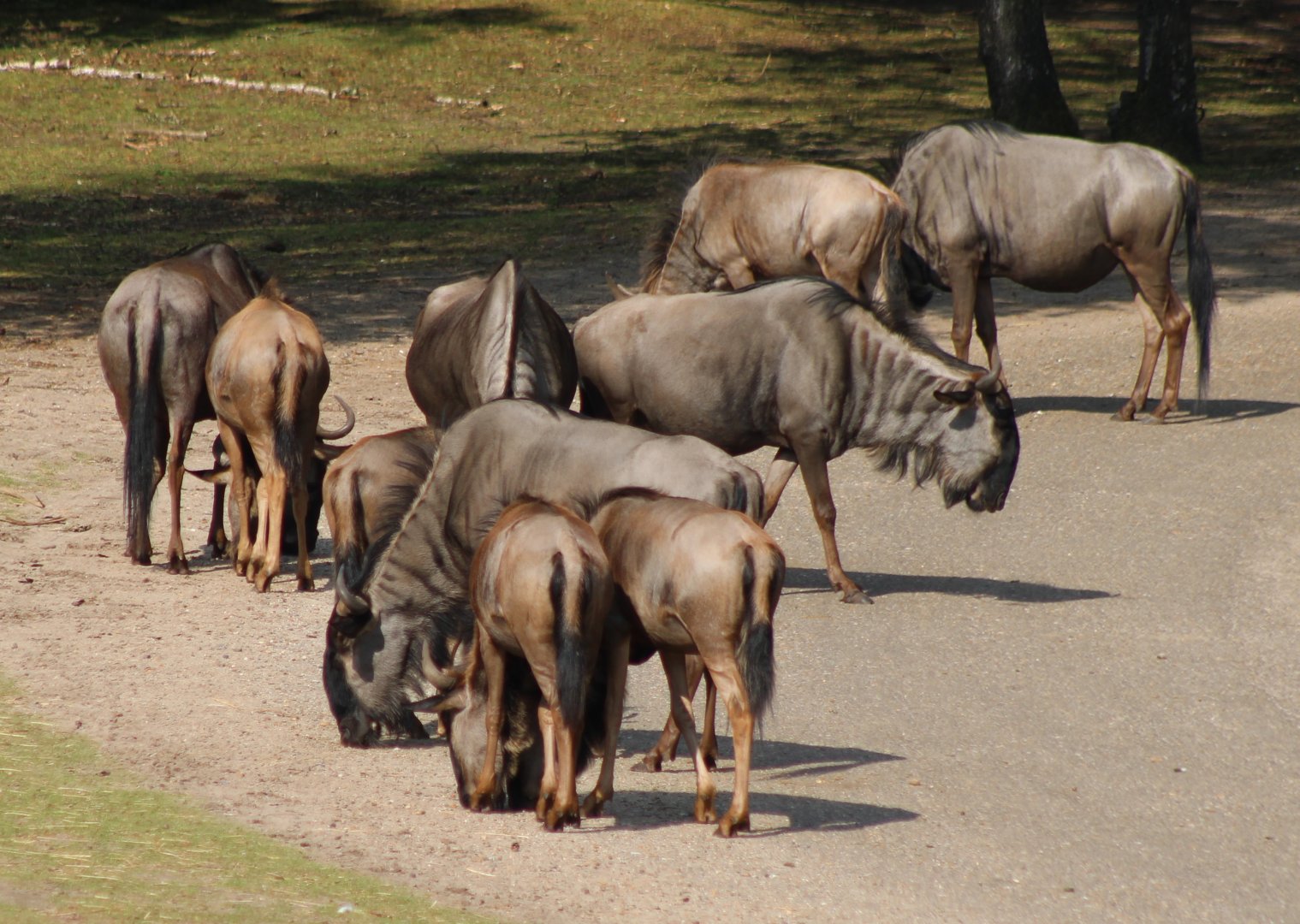 Blue gnu herd