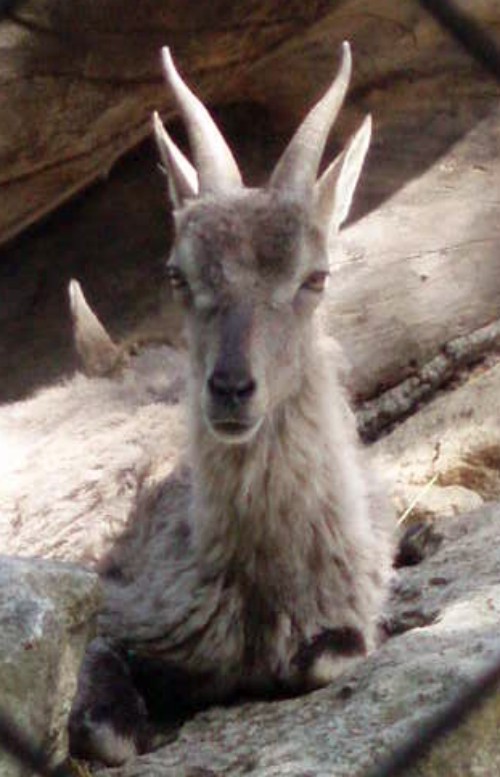 Blue Goat (Pseudois nayaur)