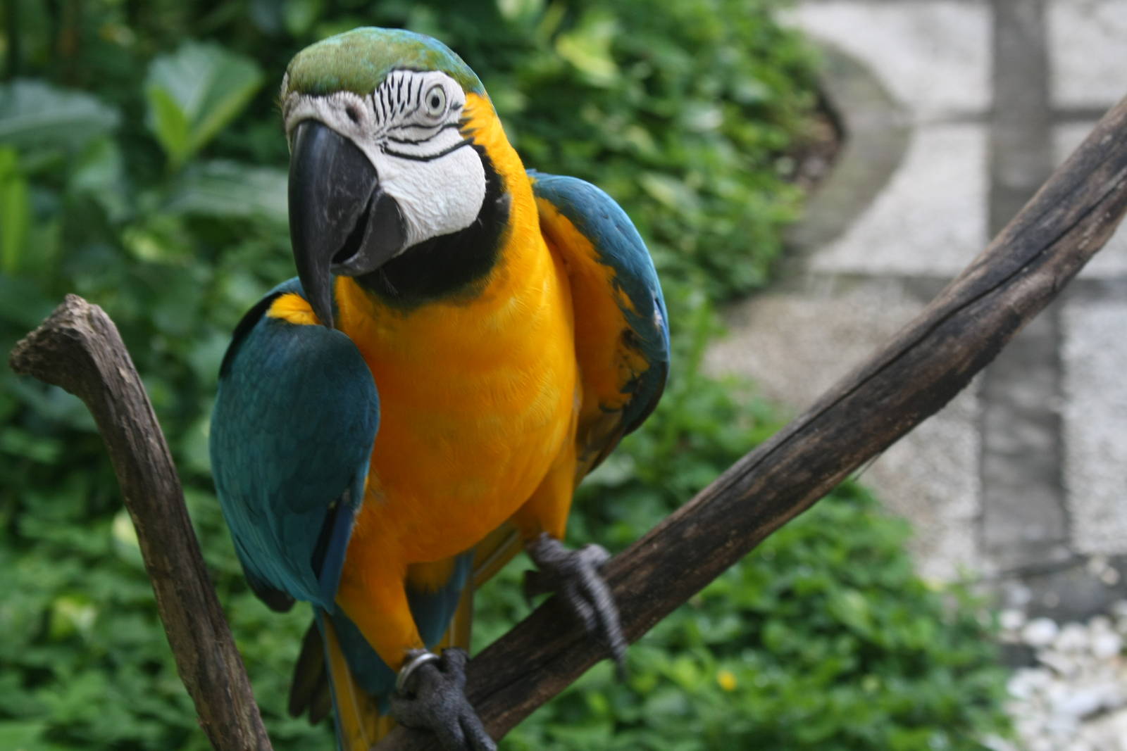 Blue & Gold Macaw - 2015
