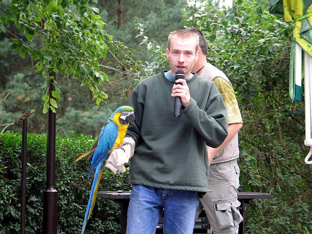 Blue & Gold Macaw [Ara ararauna]