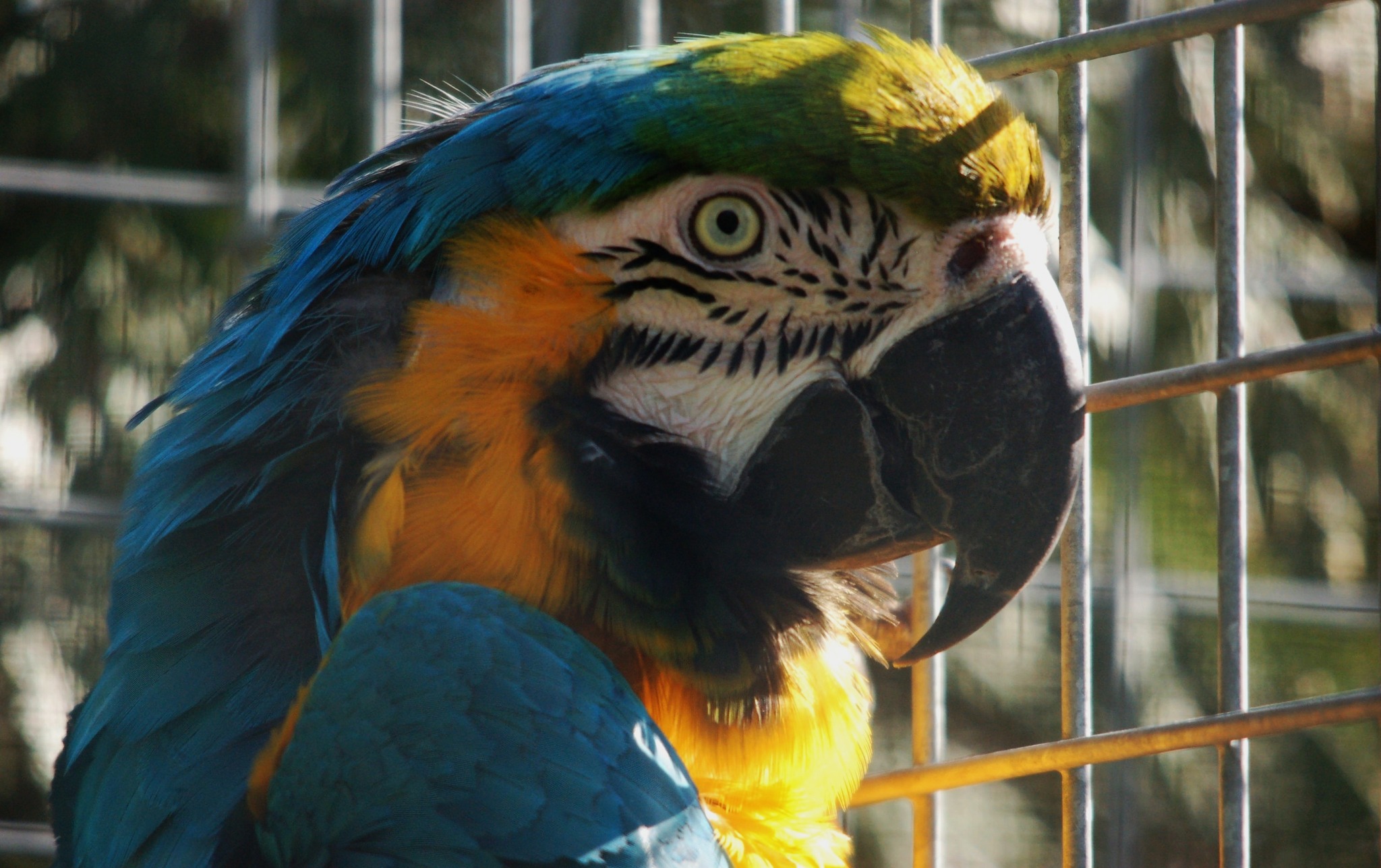Blue & Gold Macaw - Ara ararauna
