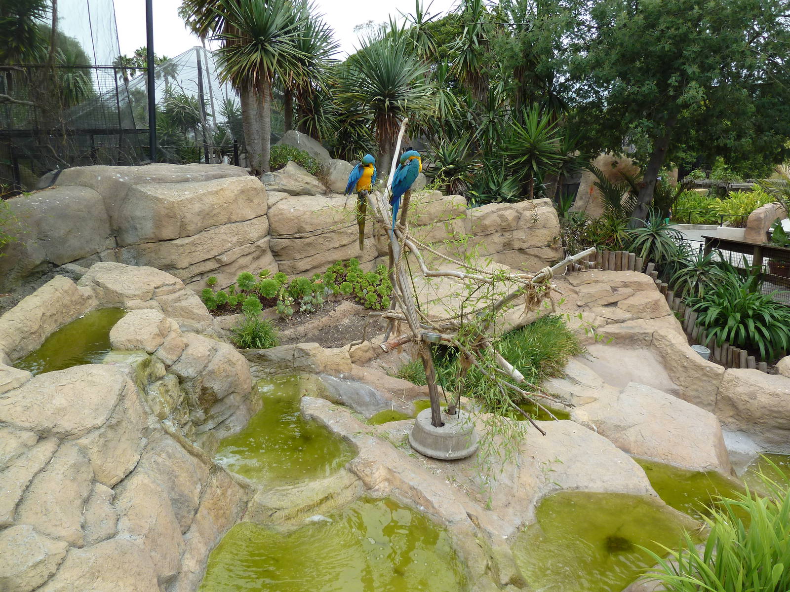 Blue + Gold Macaw Exhibit