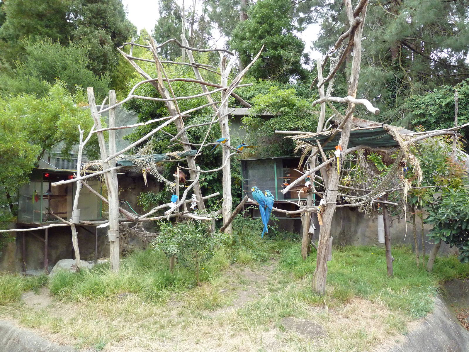 Blue + Gold Macaw Exhibit