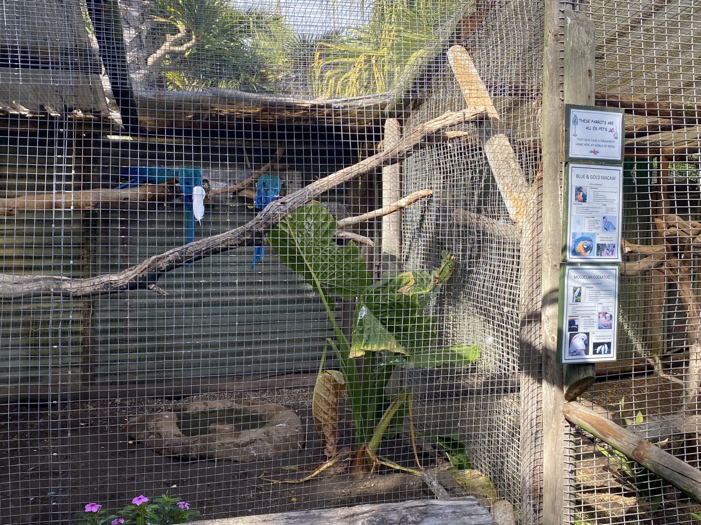Blue & Gold Macaw Exhibit