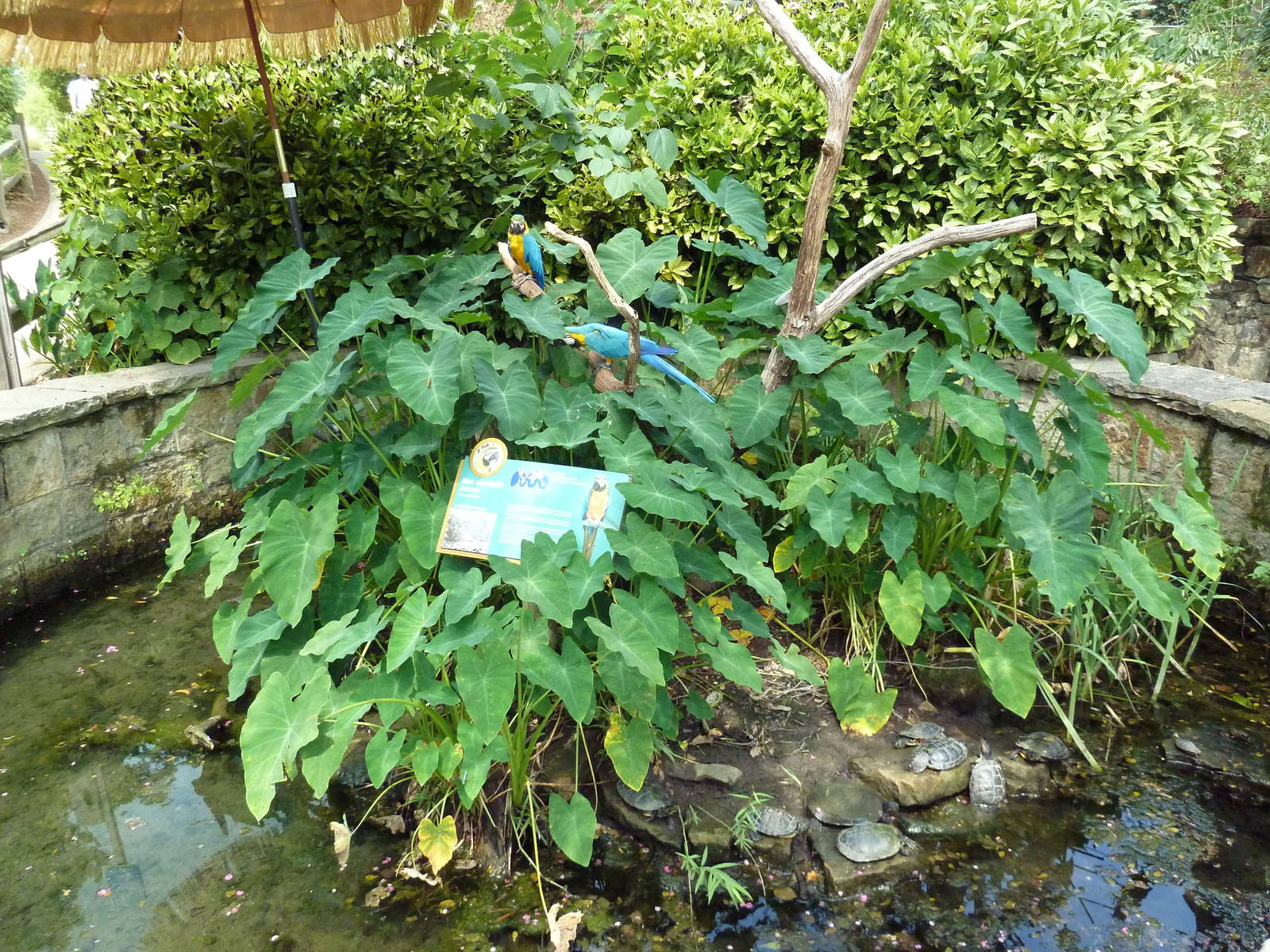 Blue + Gold Macaw/Turtle Exhibit