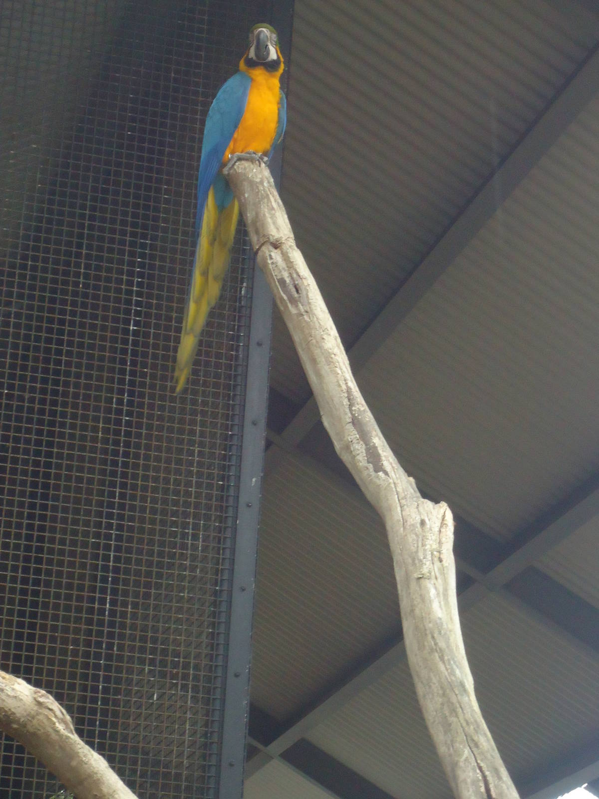 Blue & Gold Macaw