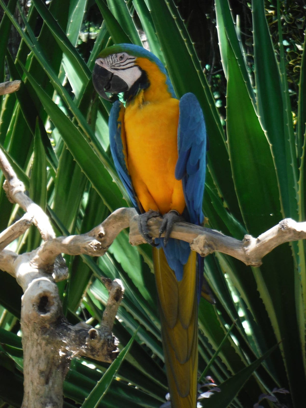 Blue & Gold Macaw