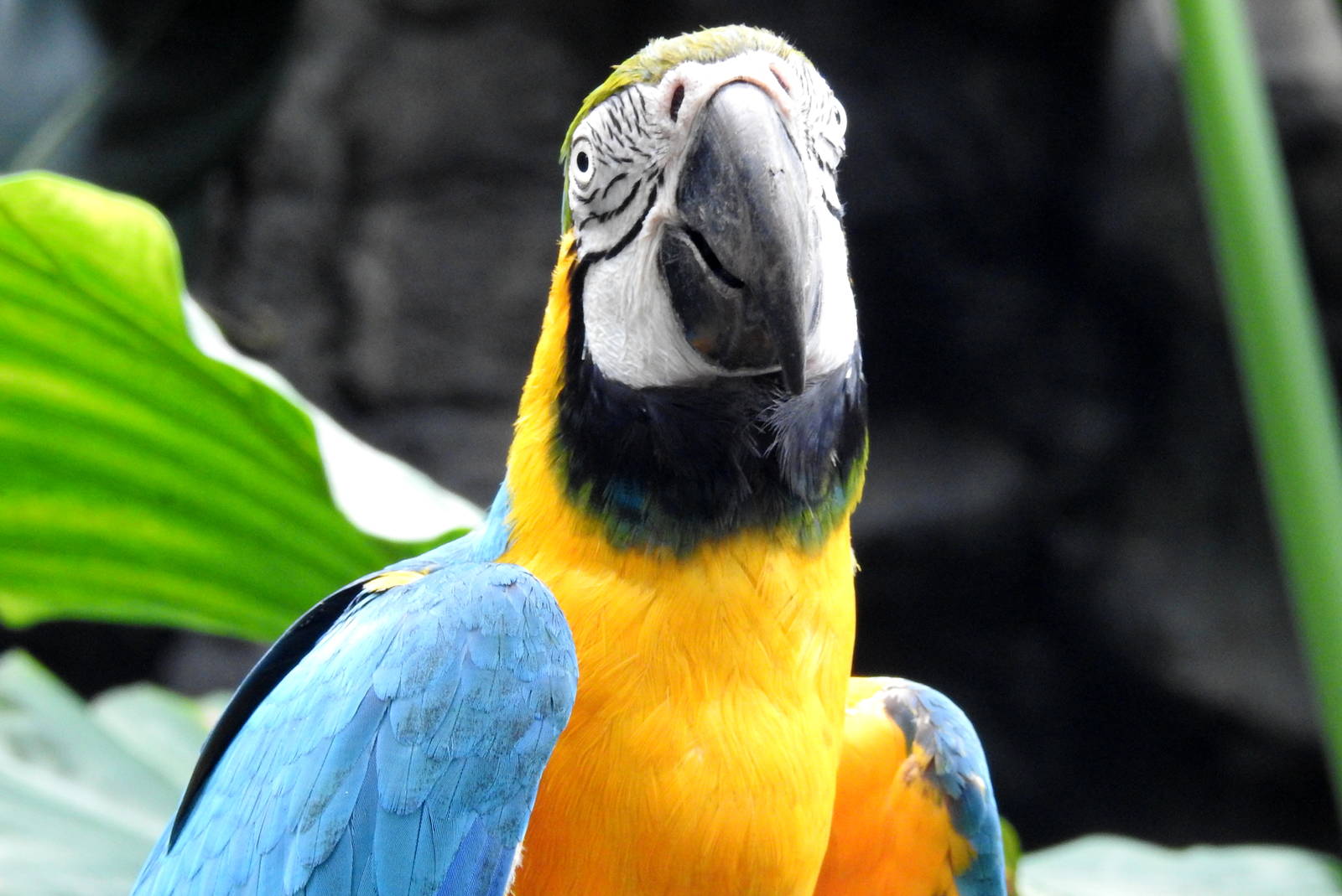 Blue & Gold Macaw
