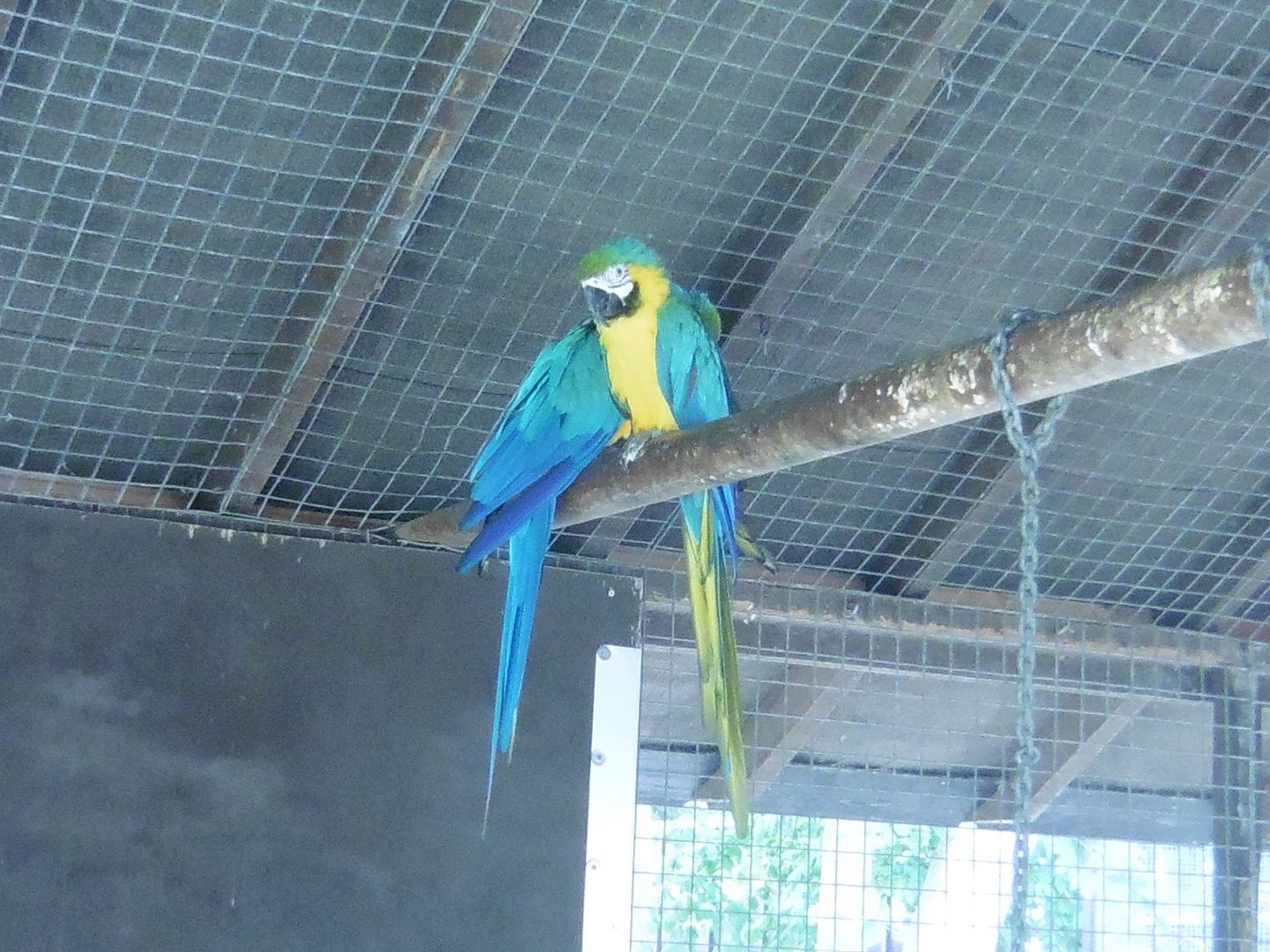 Blue & Gold Macaw
