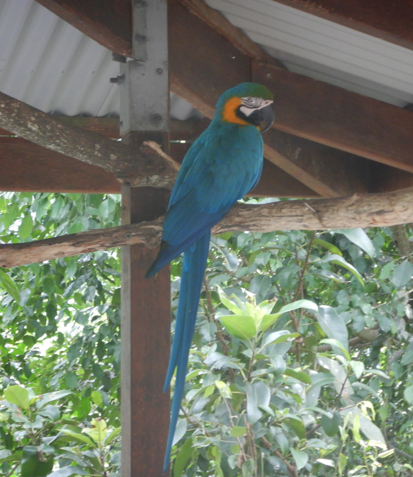 Blue & Gold Macaw