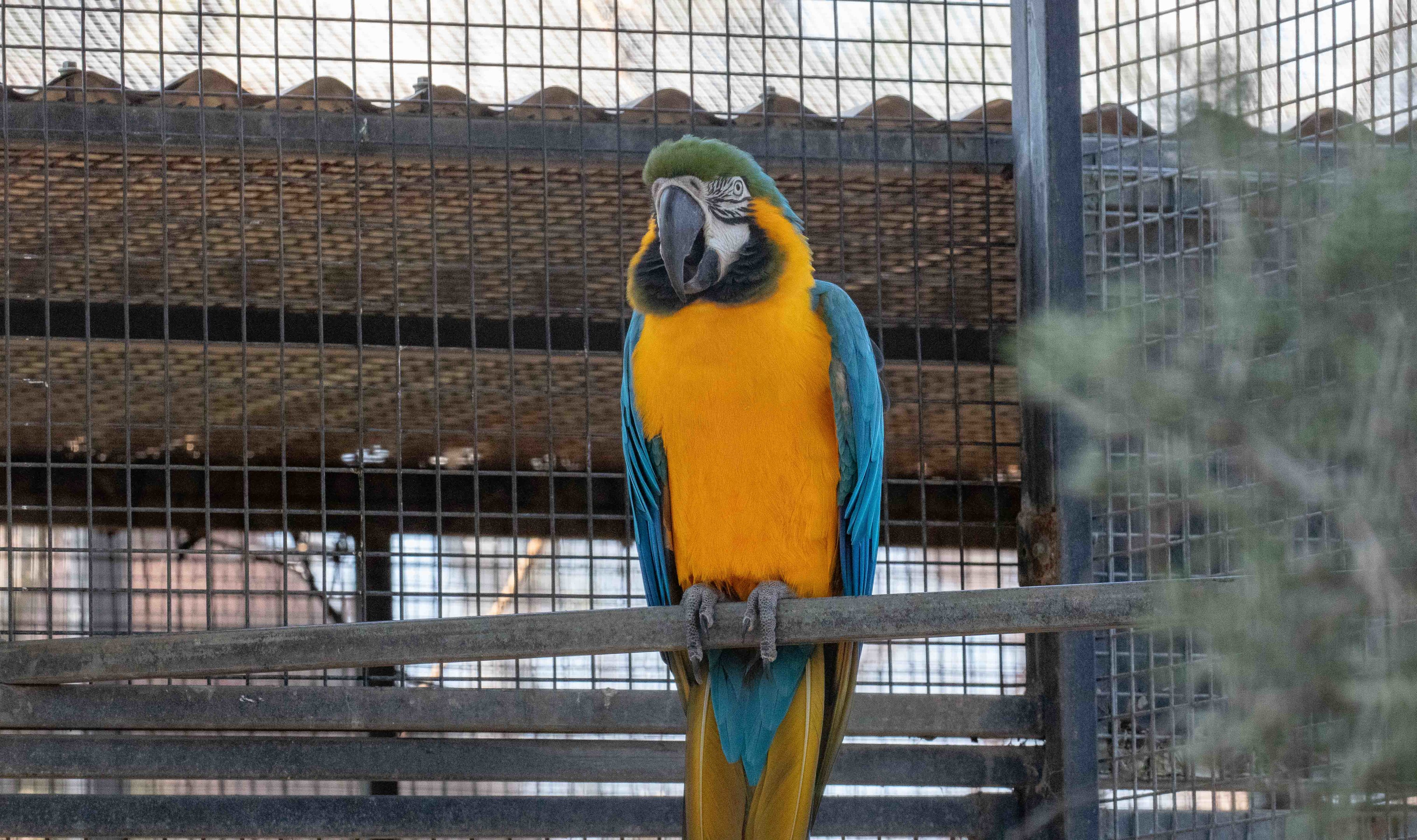 Blue-&-Gold Macaw