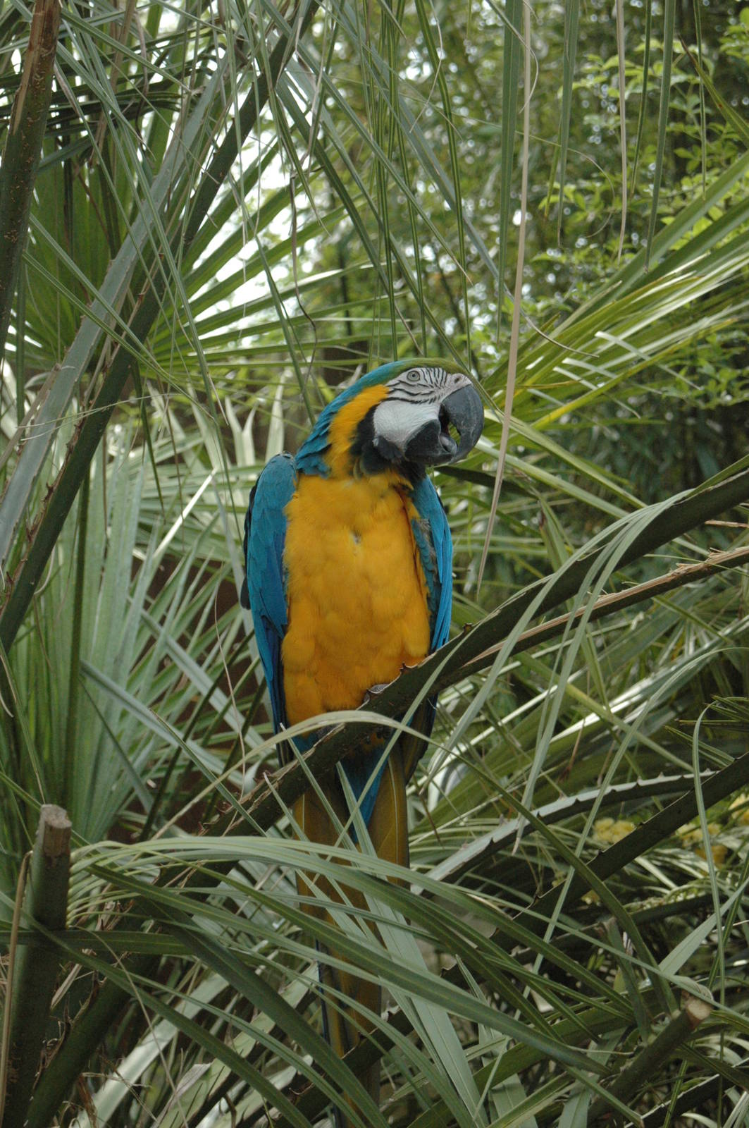 blue & gold macaw