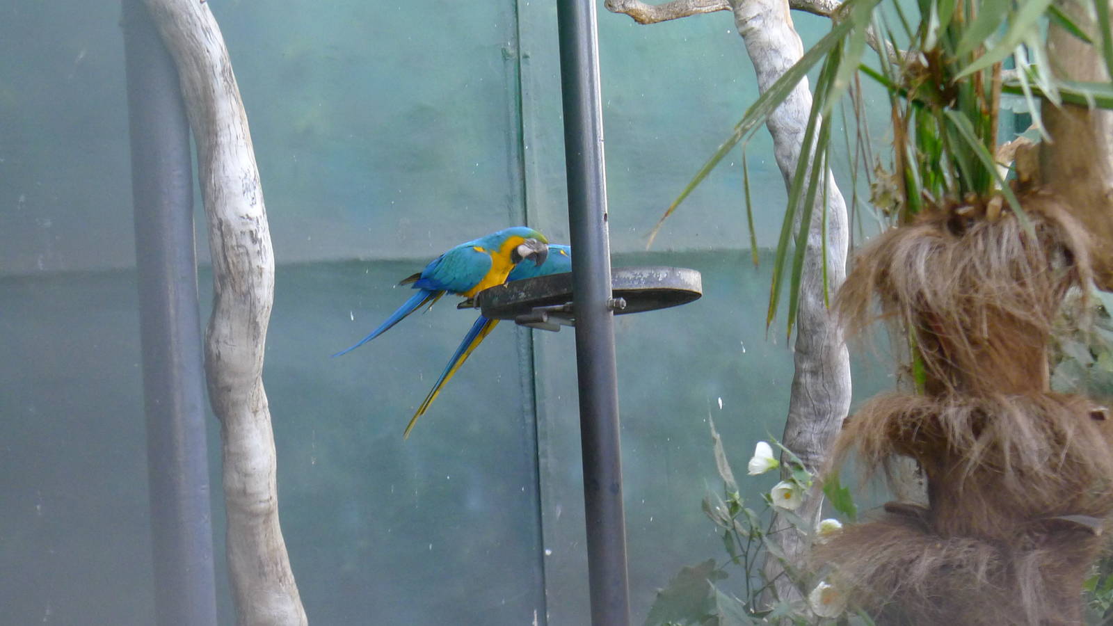 Blue & Gold Macaws