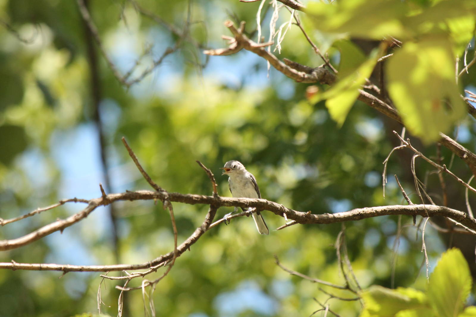 Blue-Gray Gnatcatcher