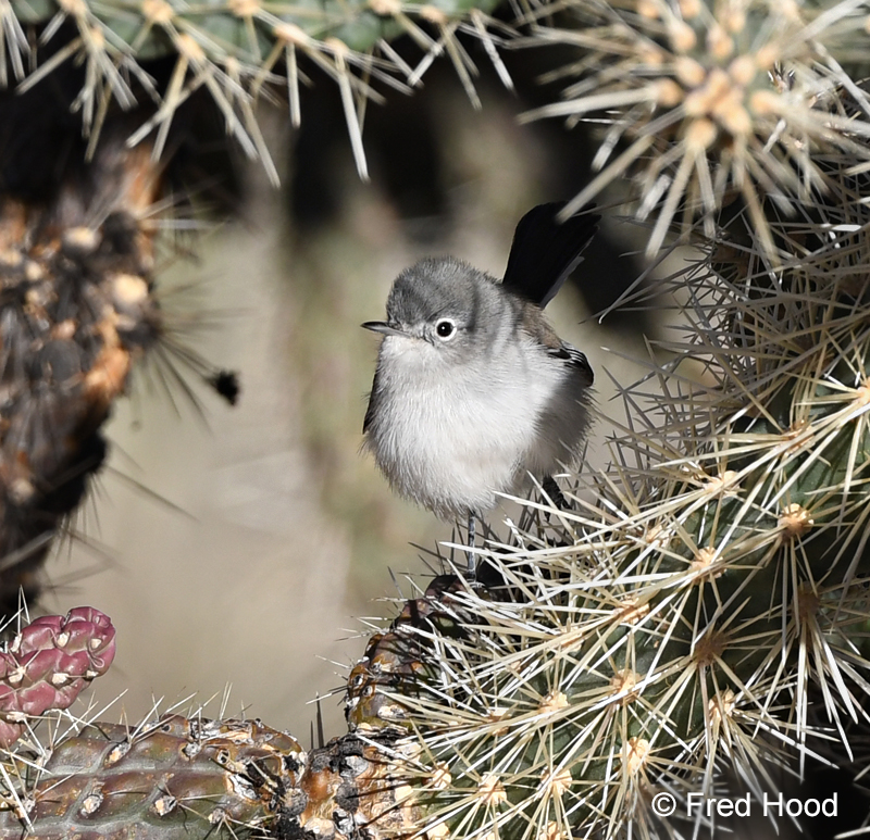 blue gray gnatcatcher
