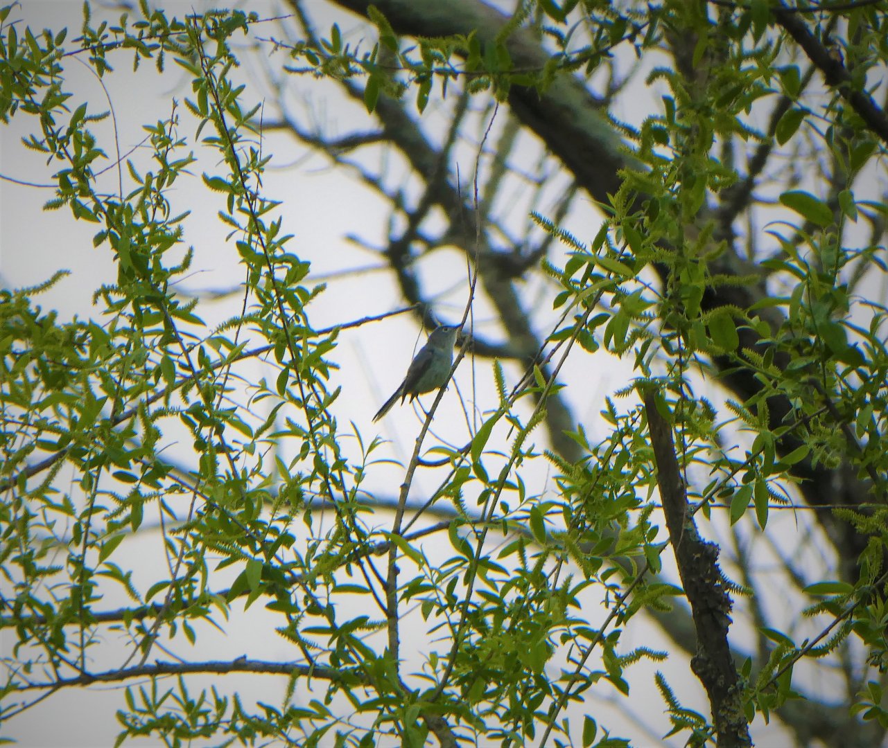 Blue-gray Gnatcatcher