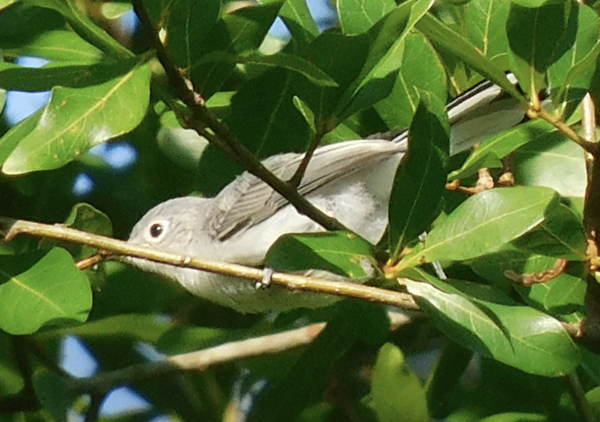 Blue gray gnatcatcher