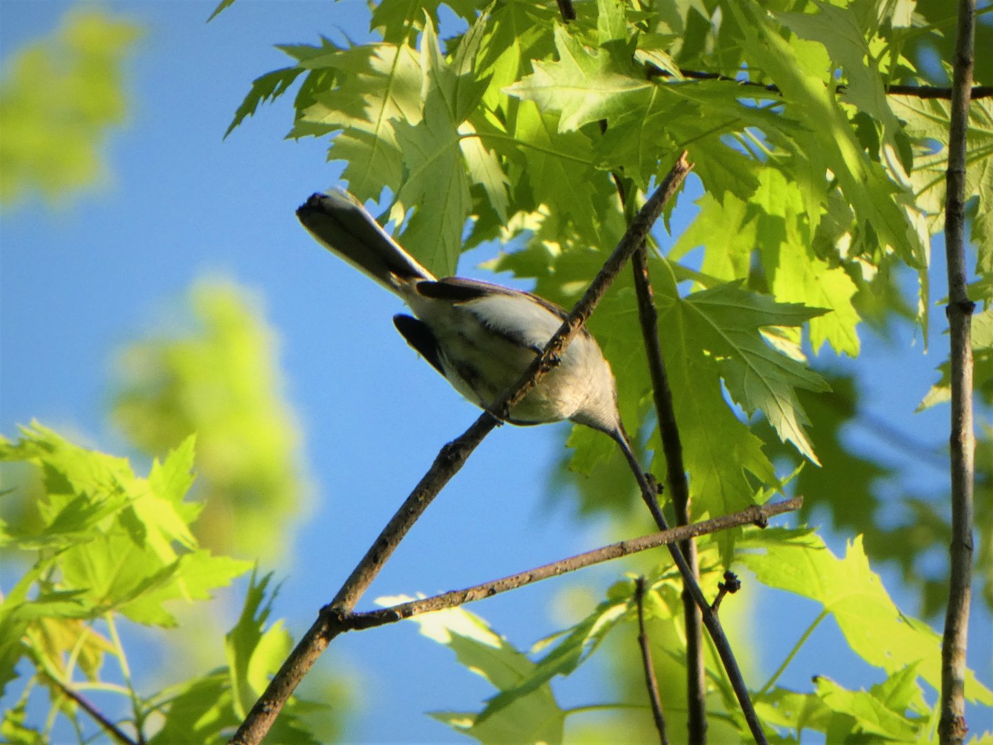 Blue-gray Gnatcatcher