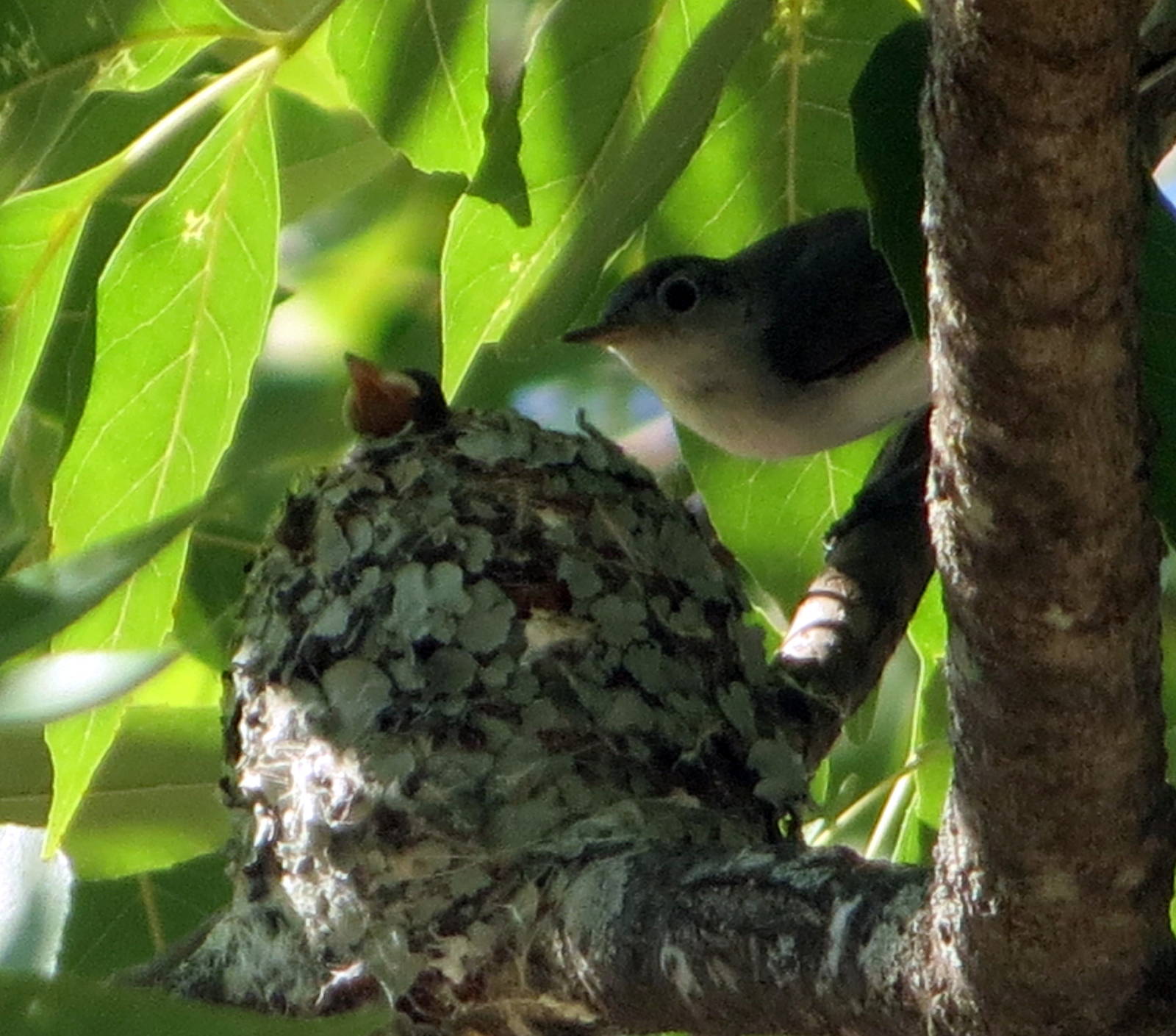 Blue-gray Gnatcatchers