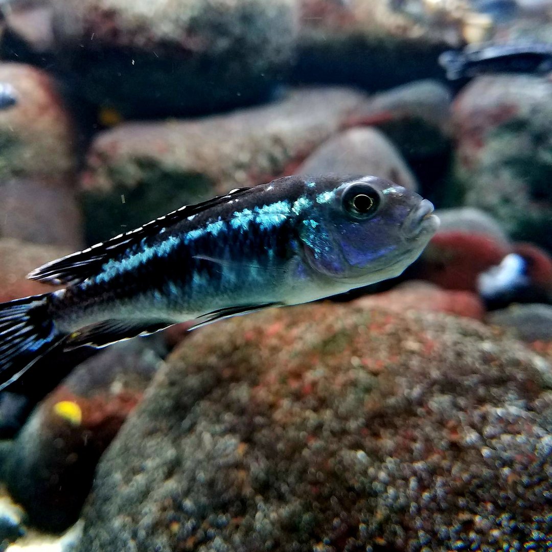 Blue-Gray Mbunas (Pseudotropheus johannii)