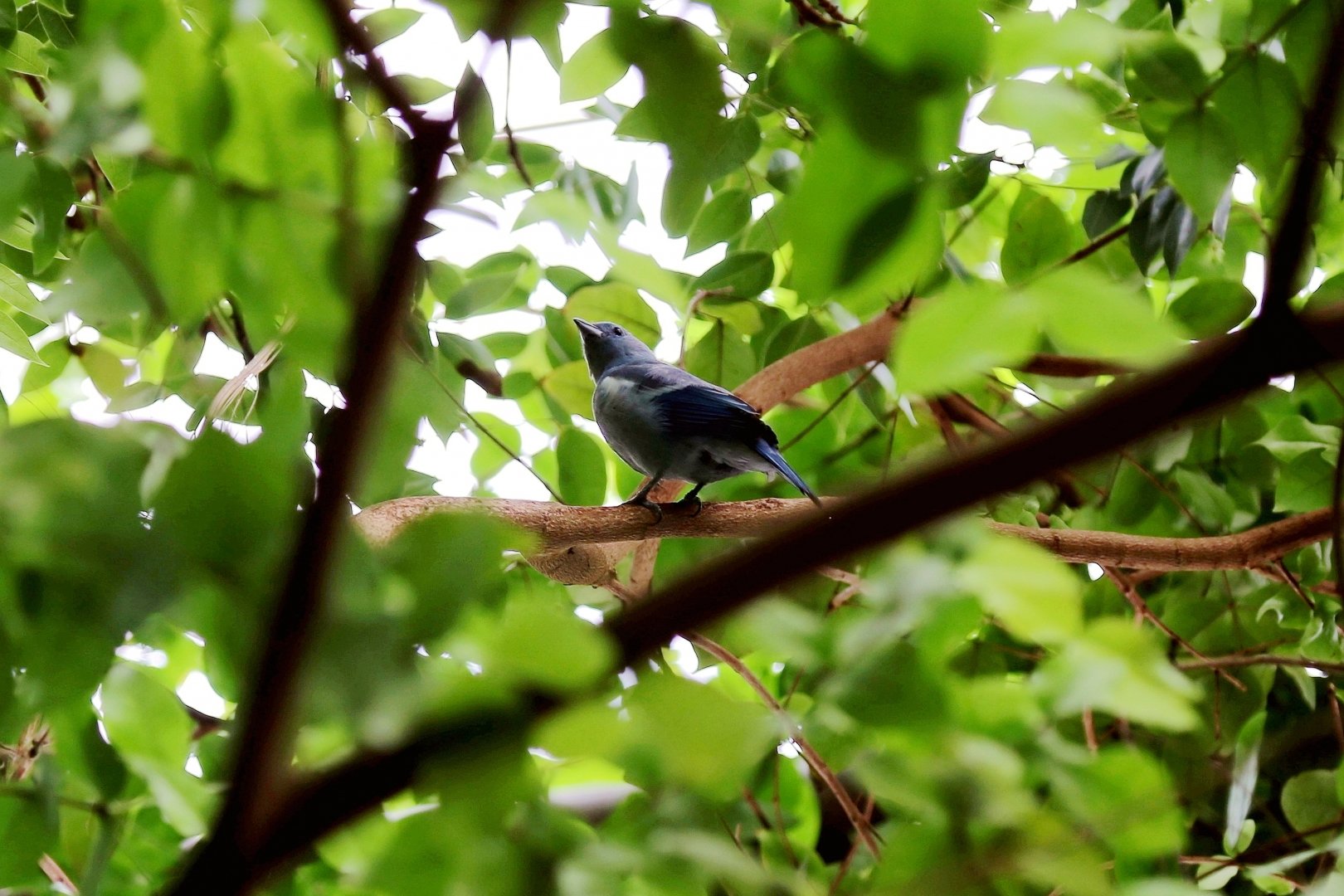 Blue-gray Tanager, April 2016