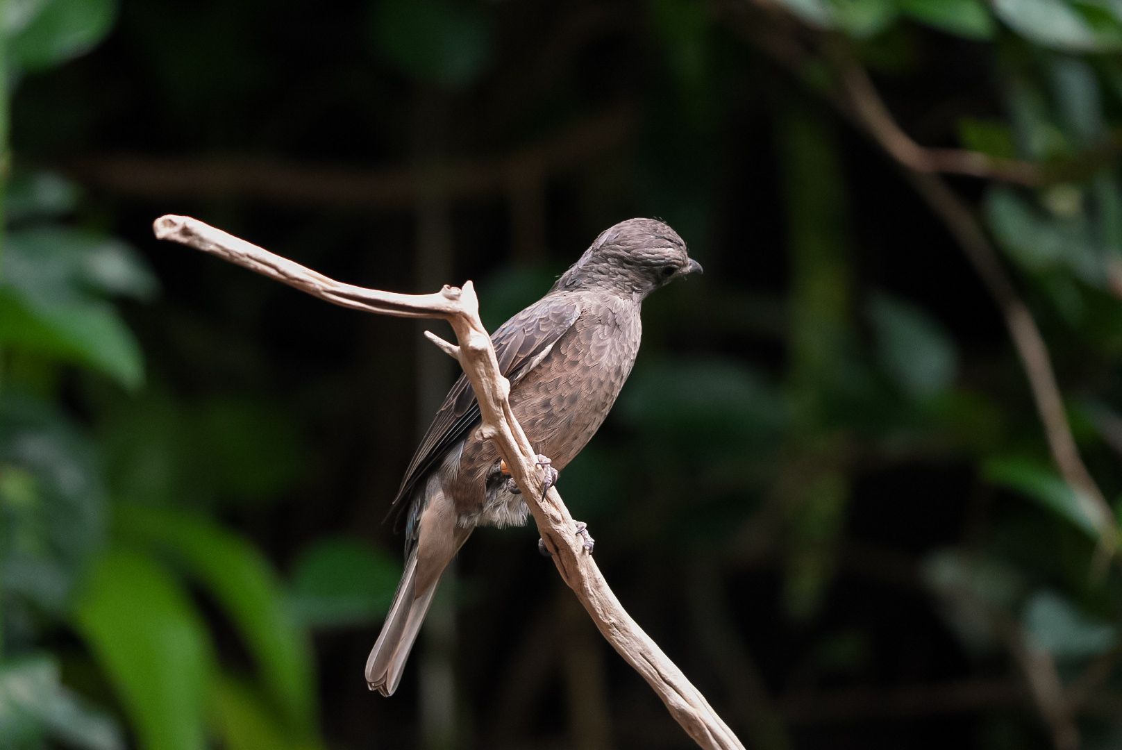 Blue-gray Tanager (Female)