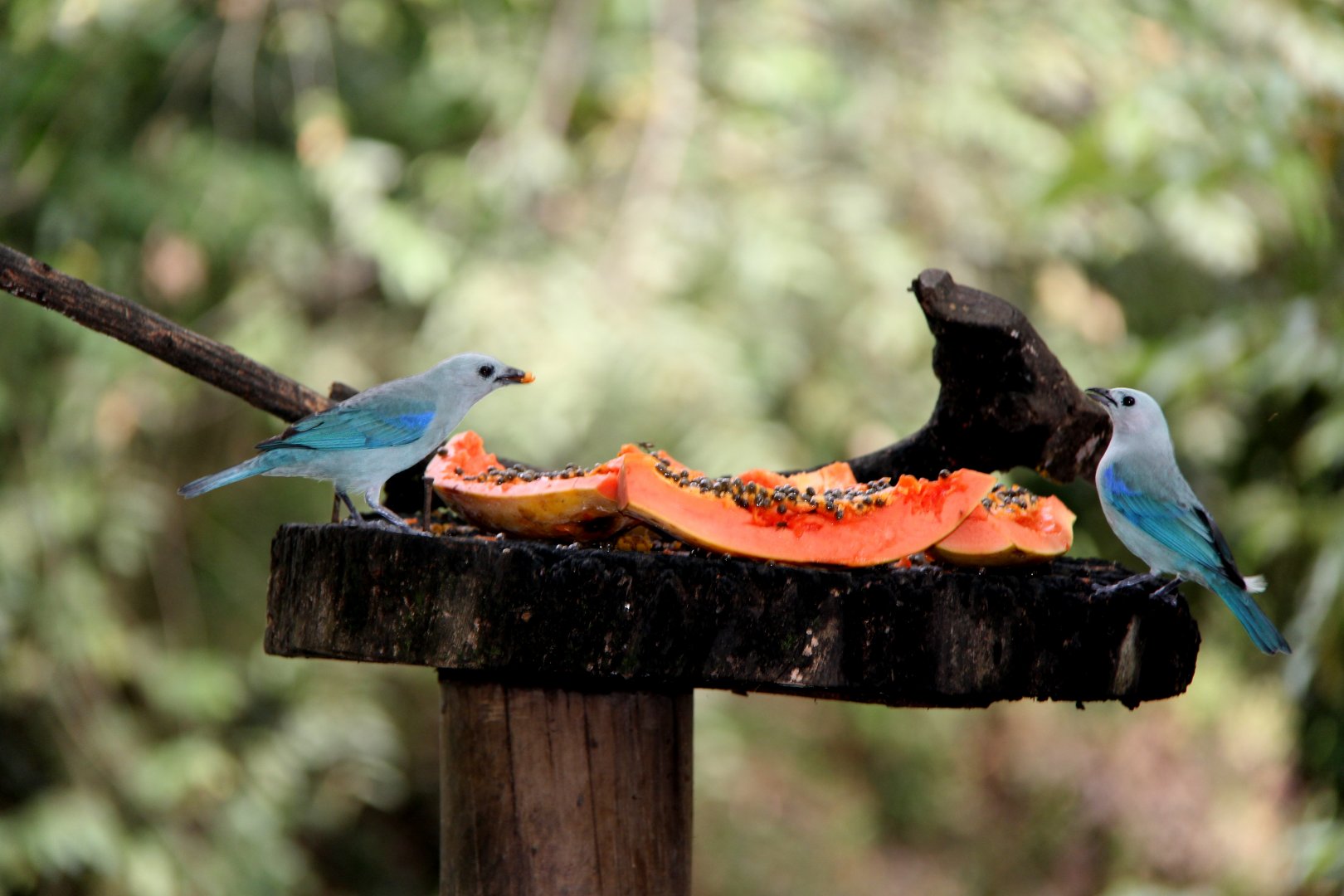 Blue-gray tanager (Thraupis episcopus)