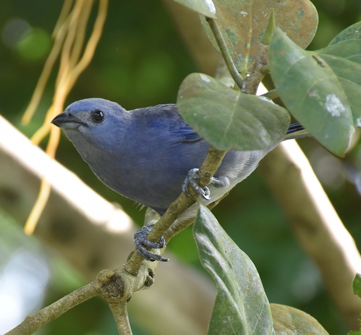 Blue-gray Tanager (Thraupis episcopus)