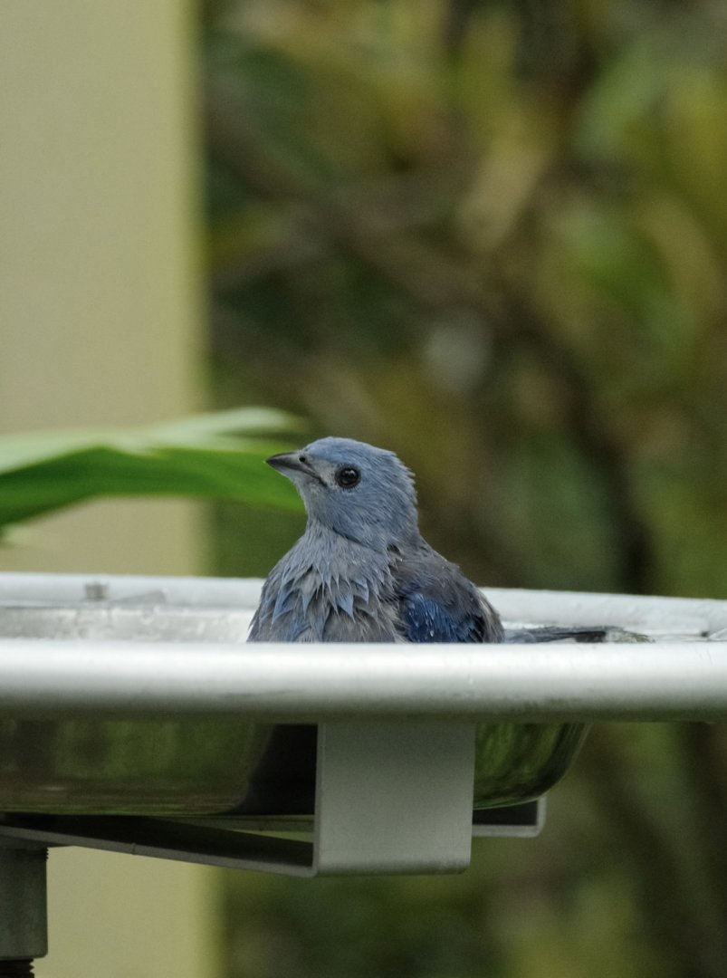 Blue-gray Tanager (Thraupis episcopus)