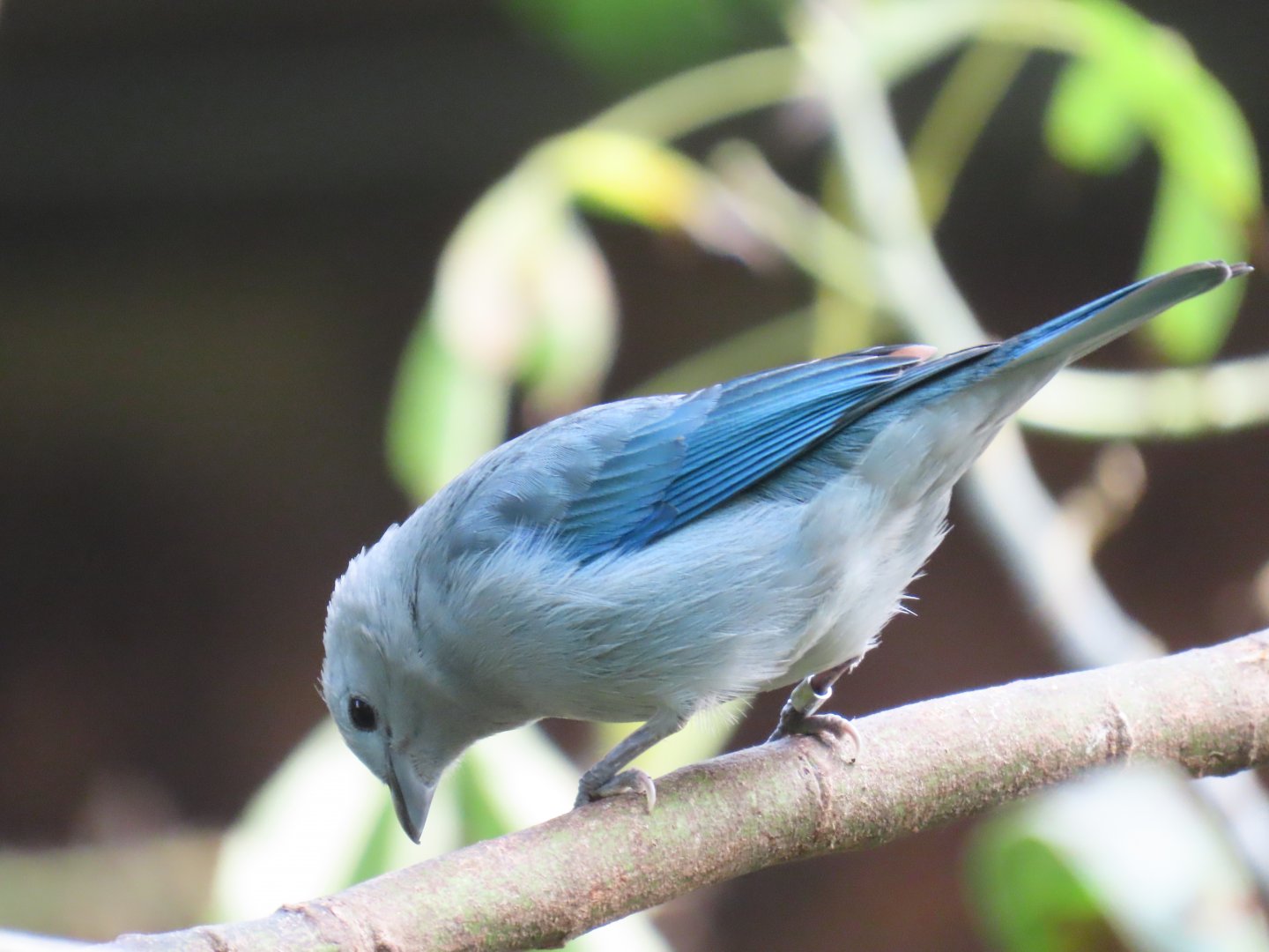 Blue-gray Tanager (Thraupis episcopus)