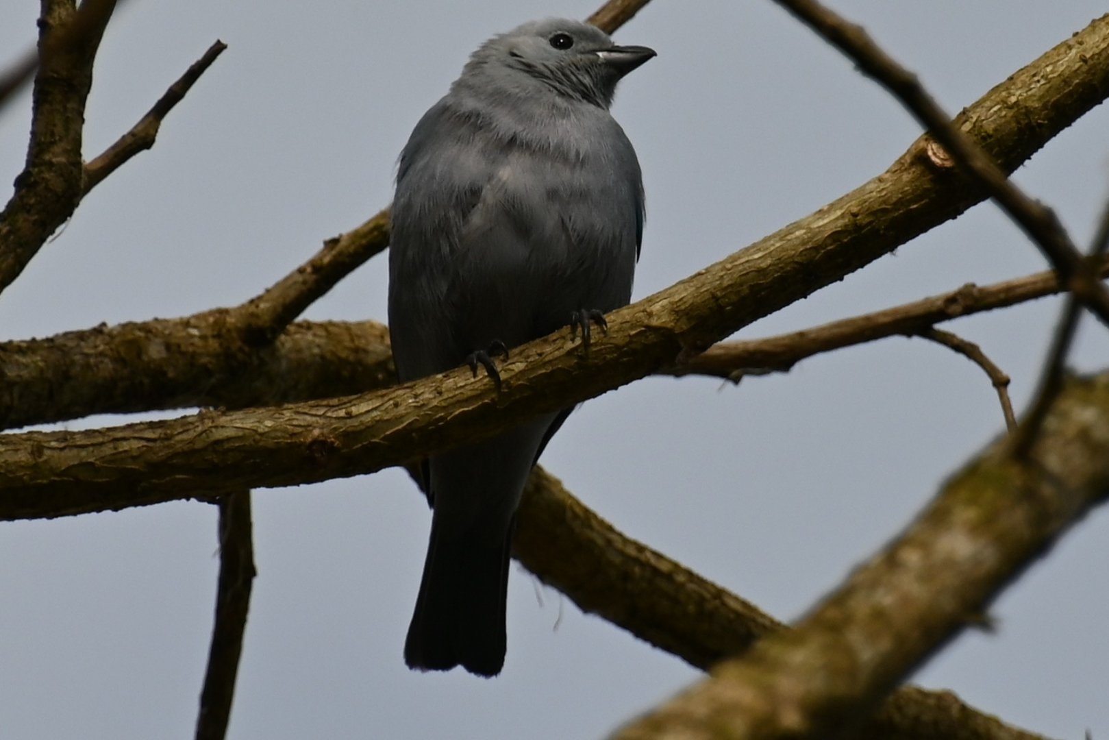 Blue-gray tanager (Thraupis episcopus)