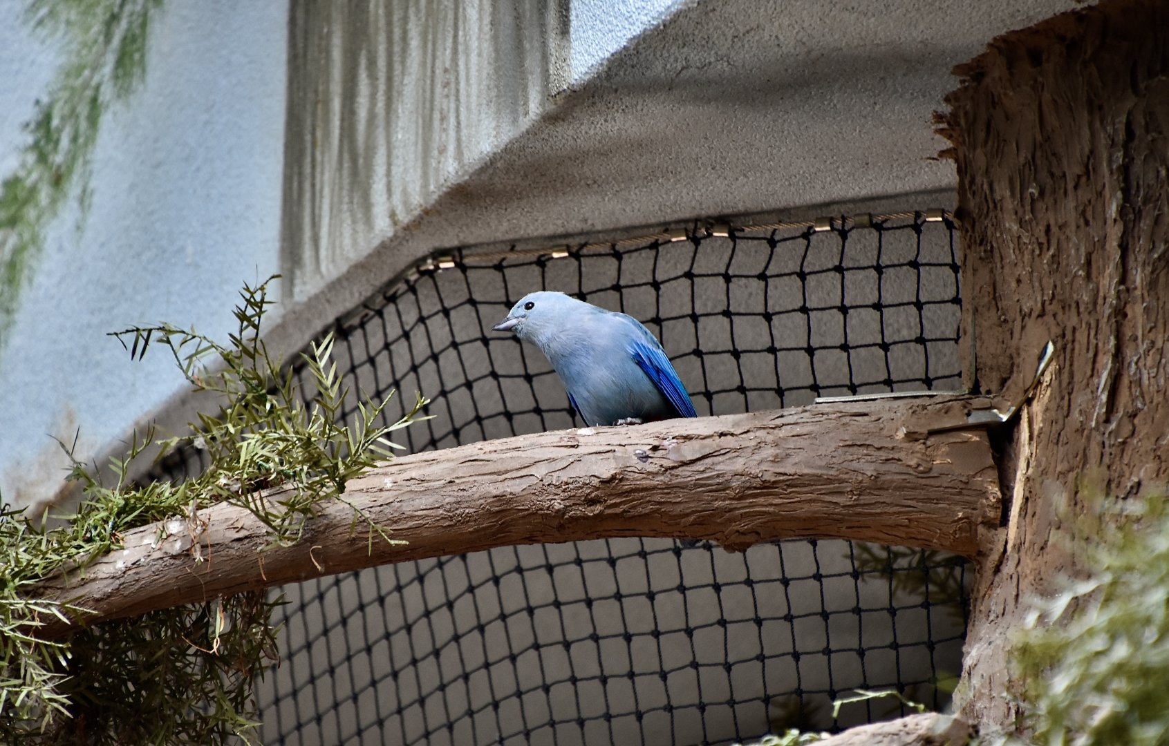 Blue-Gray Tanager (Thraupis episcopus)