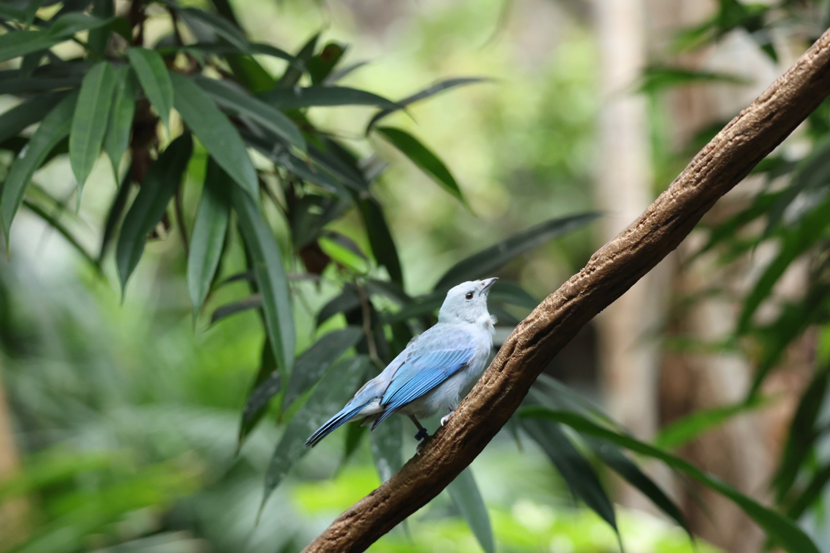 Blue-gray tanager (Thraupis episcopus)