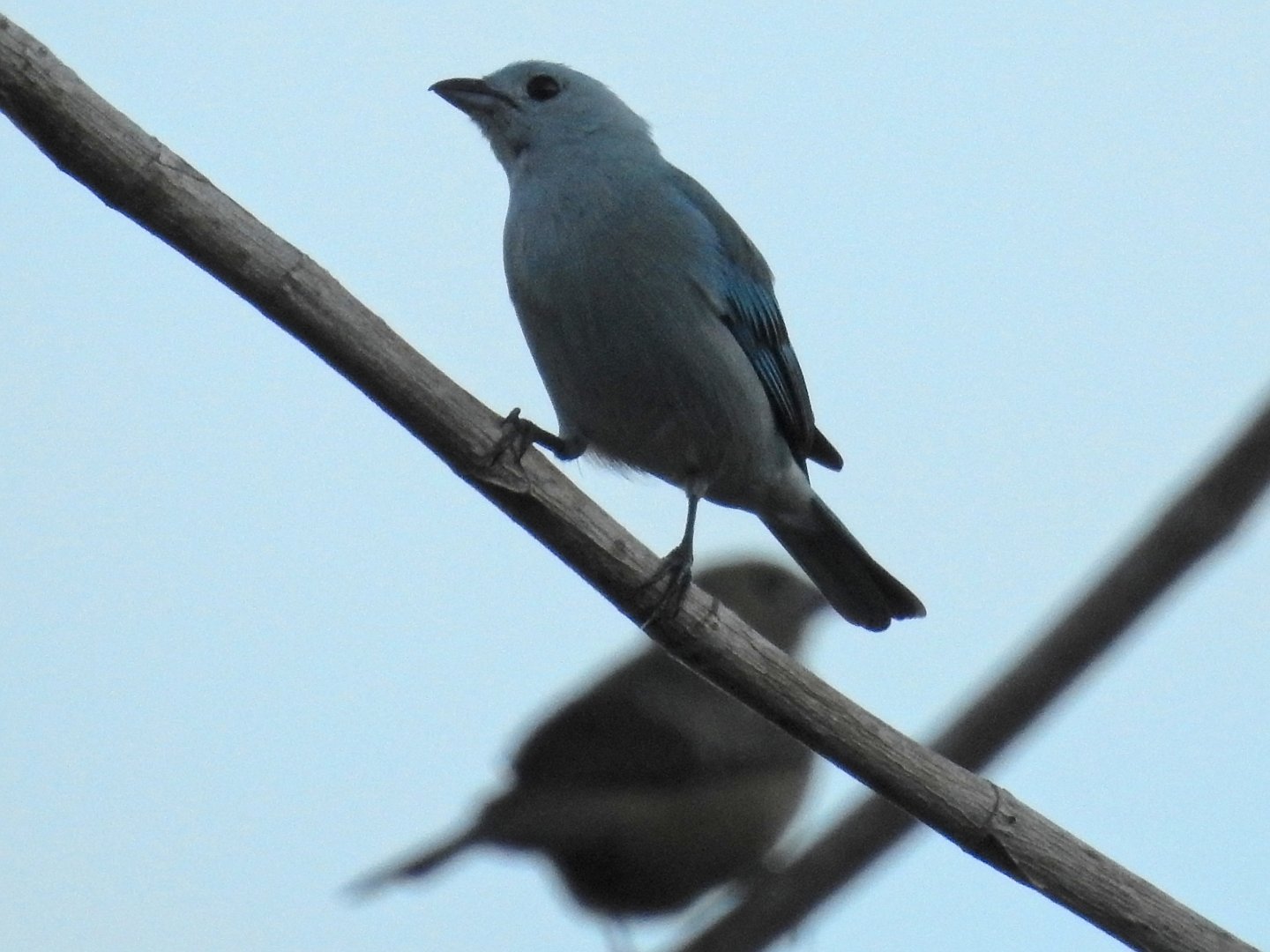 Blue Gray Tanager