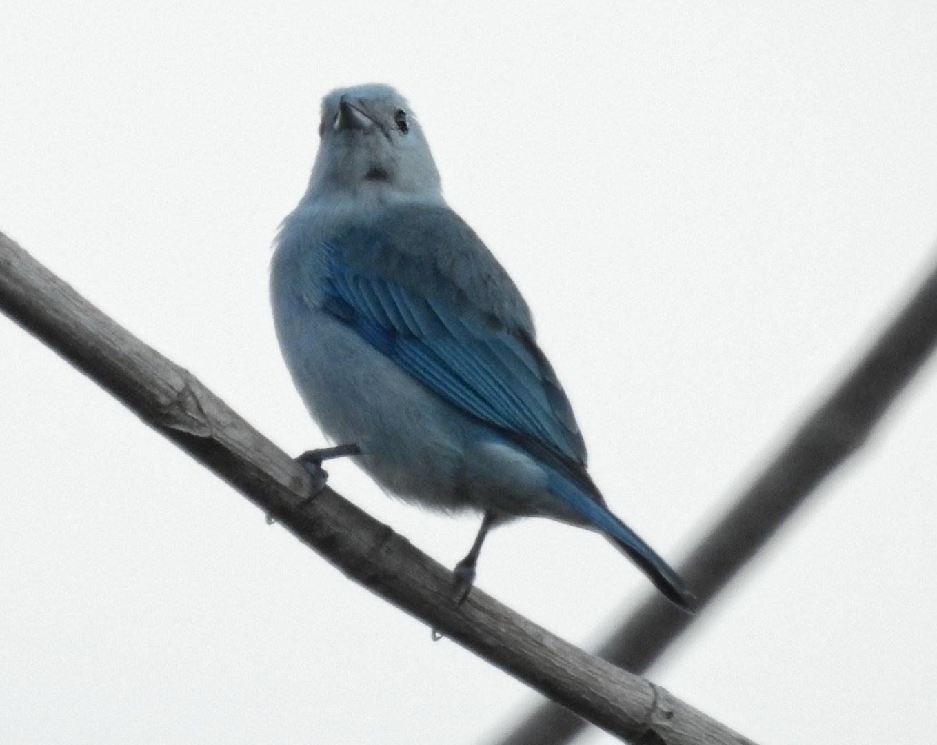 Blue Gray Tanager