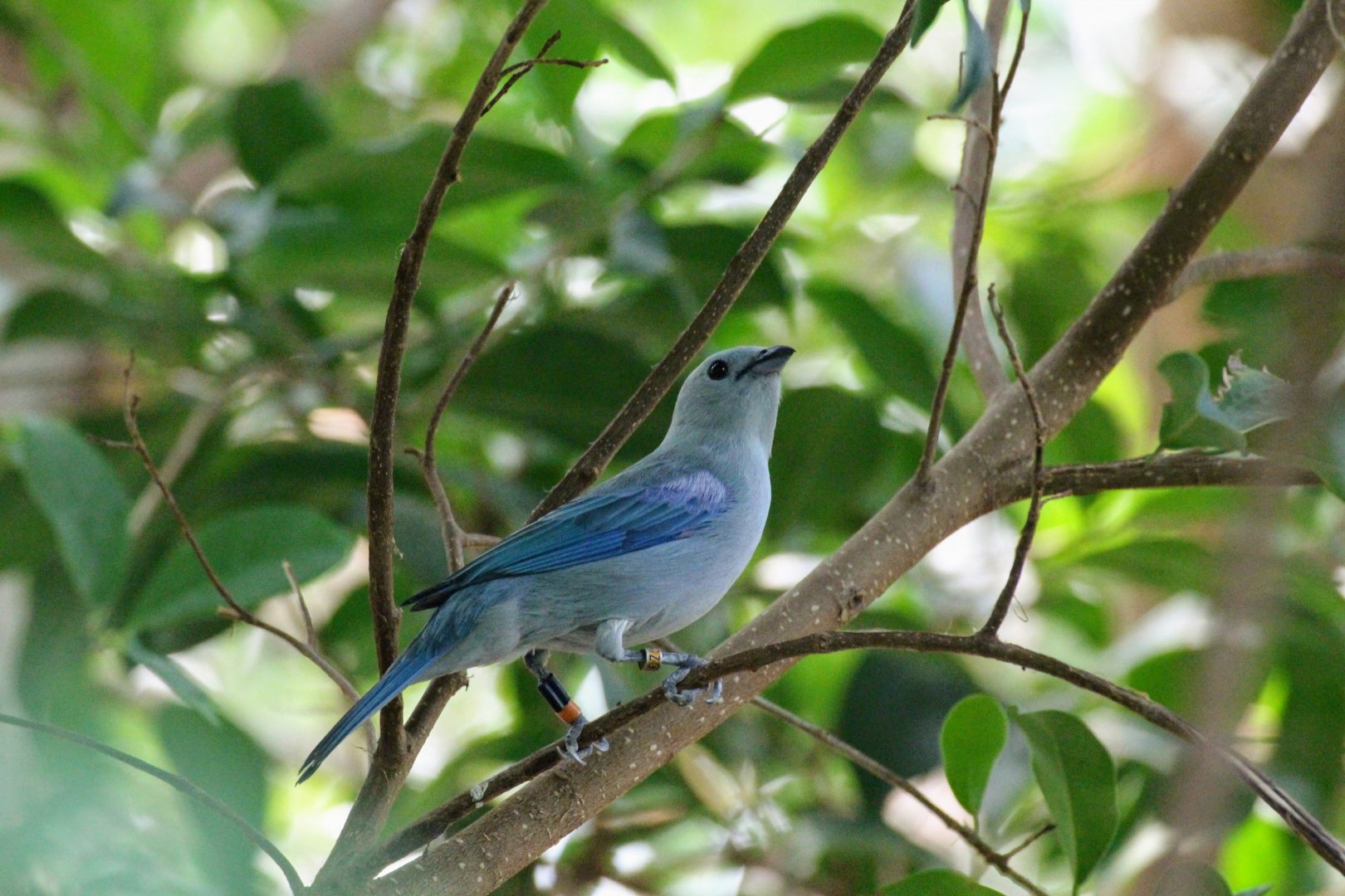 Blue-gray Tanager
