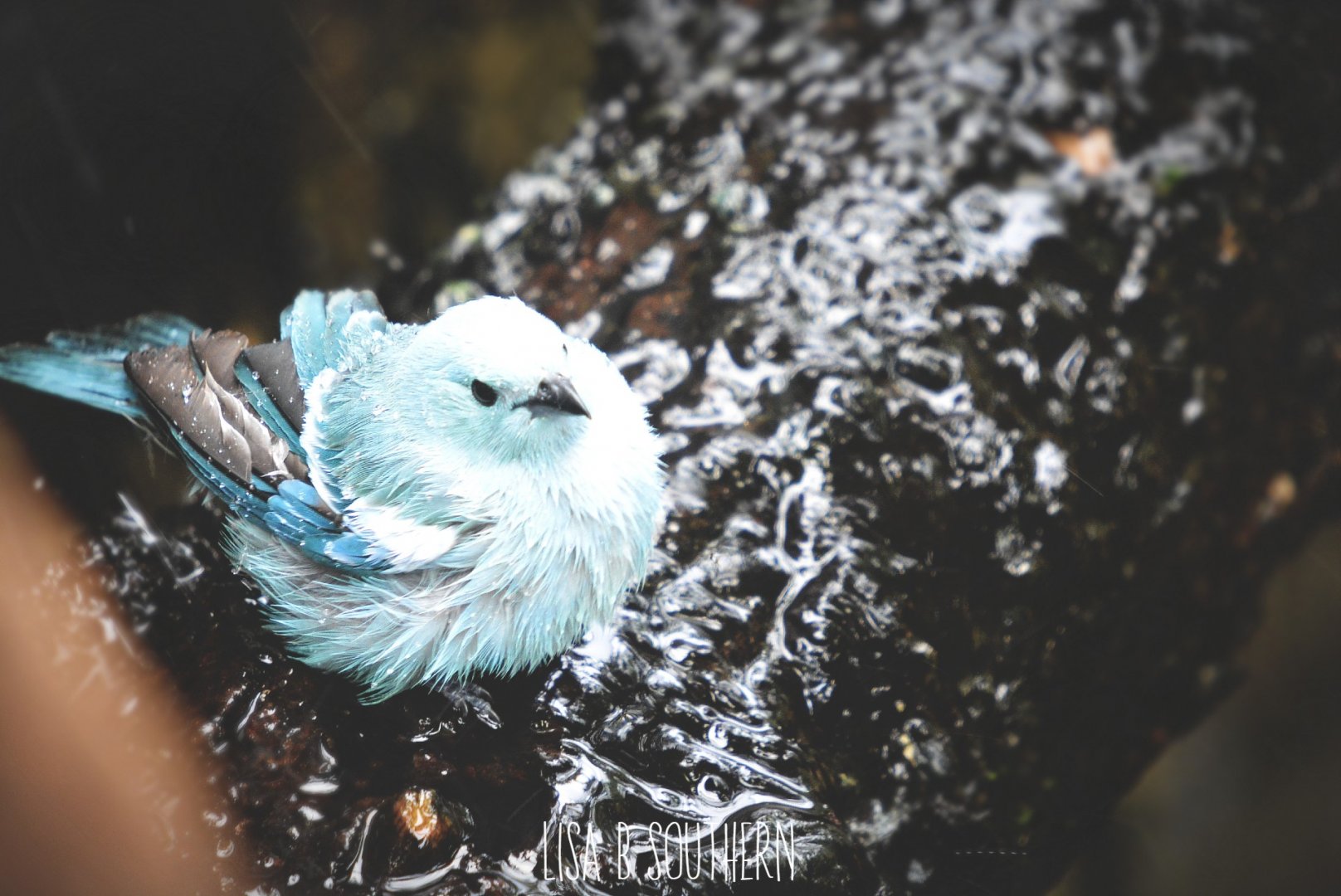 Blue-gray tanager