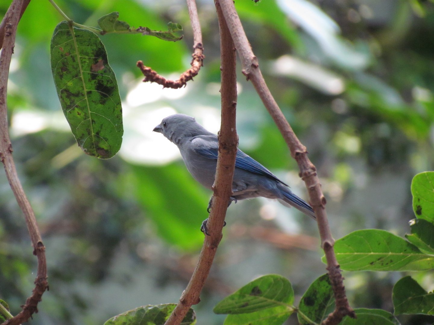 Blue-gray Tanager