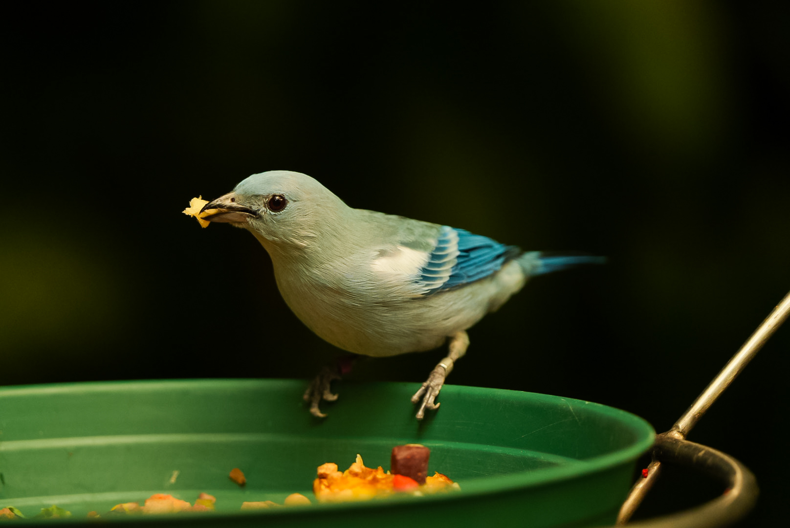 Blue-gray Tanager