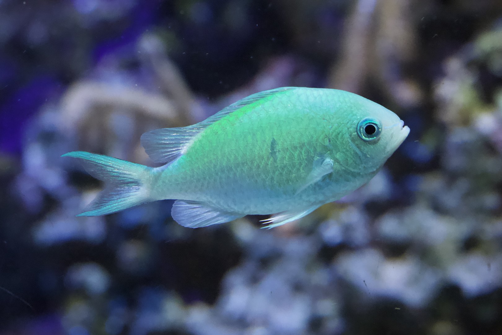 Blue-Green Chromis/ Chromis virides