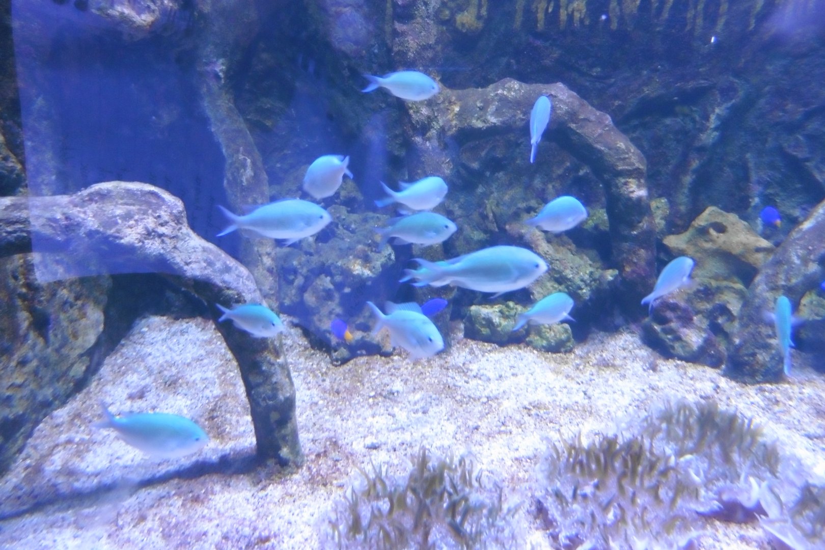 Blue Green Chromis
