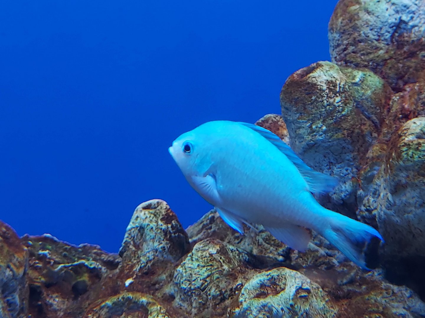 Blue-green Chromis