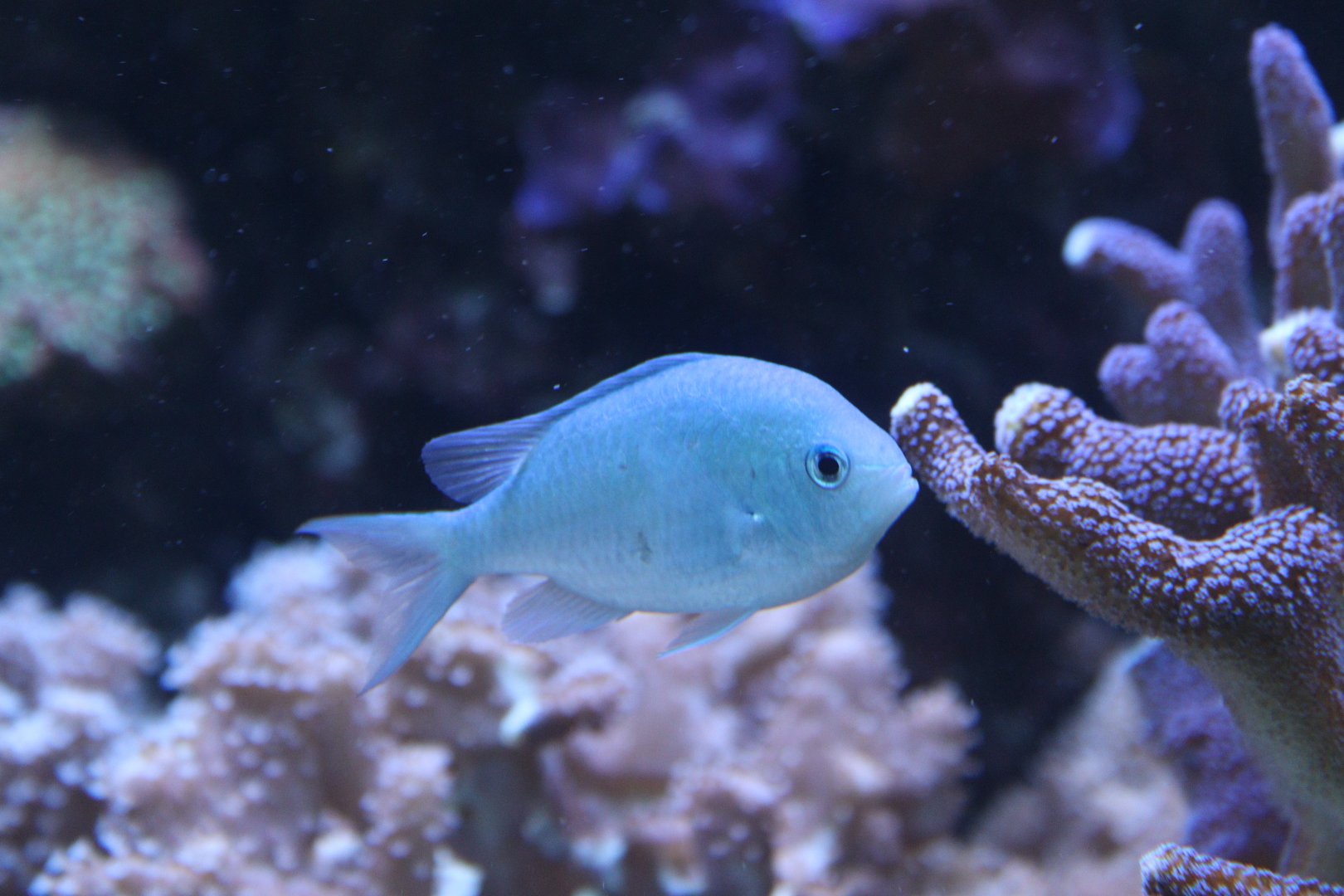 Blue-Green Chromis