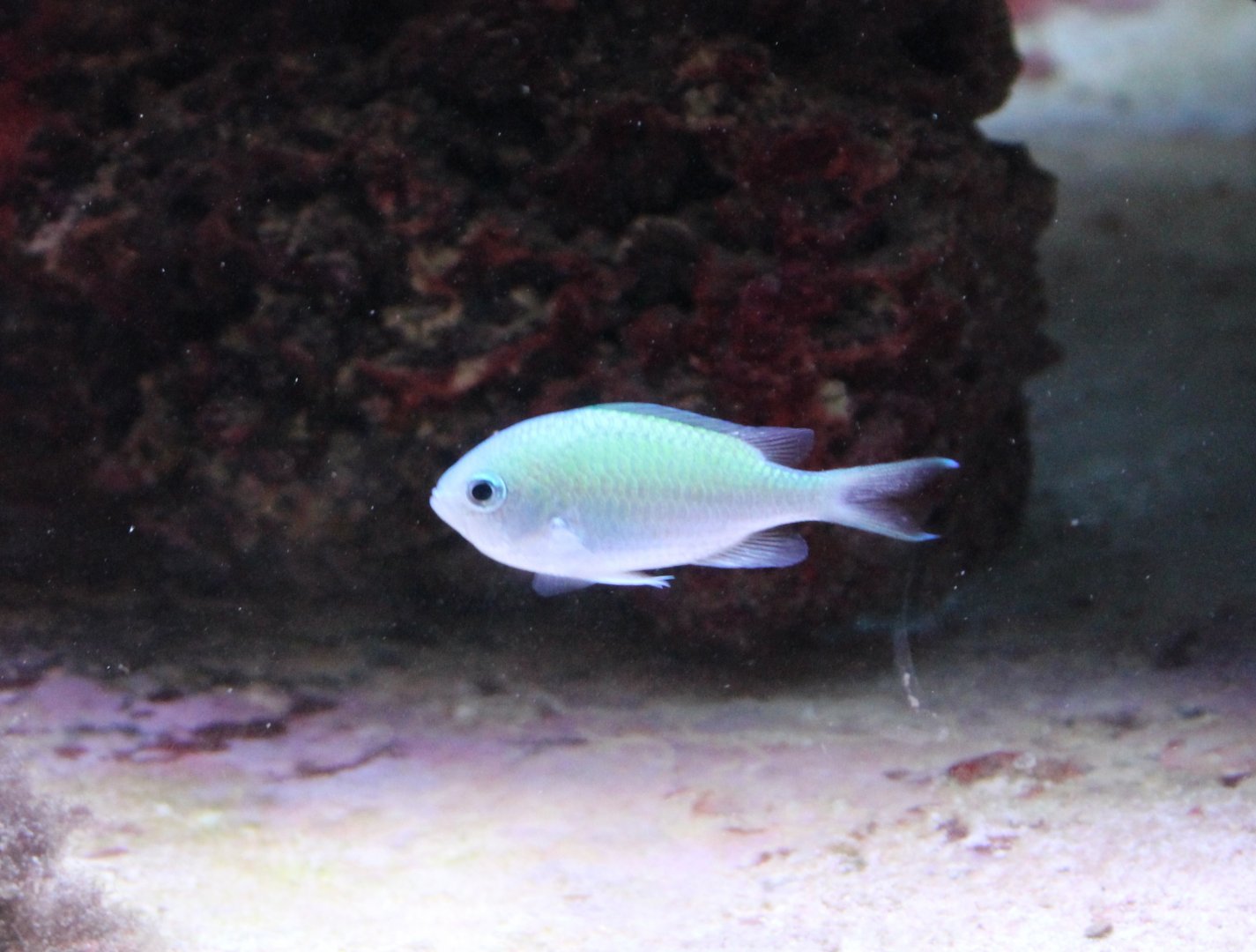 Blue-green damselfish - Chromis viridis