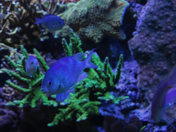 Blue green damselfish (Chromis viridis)
