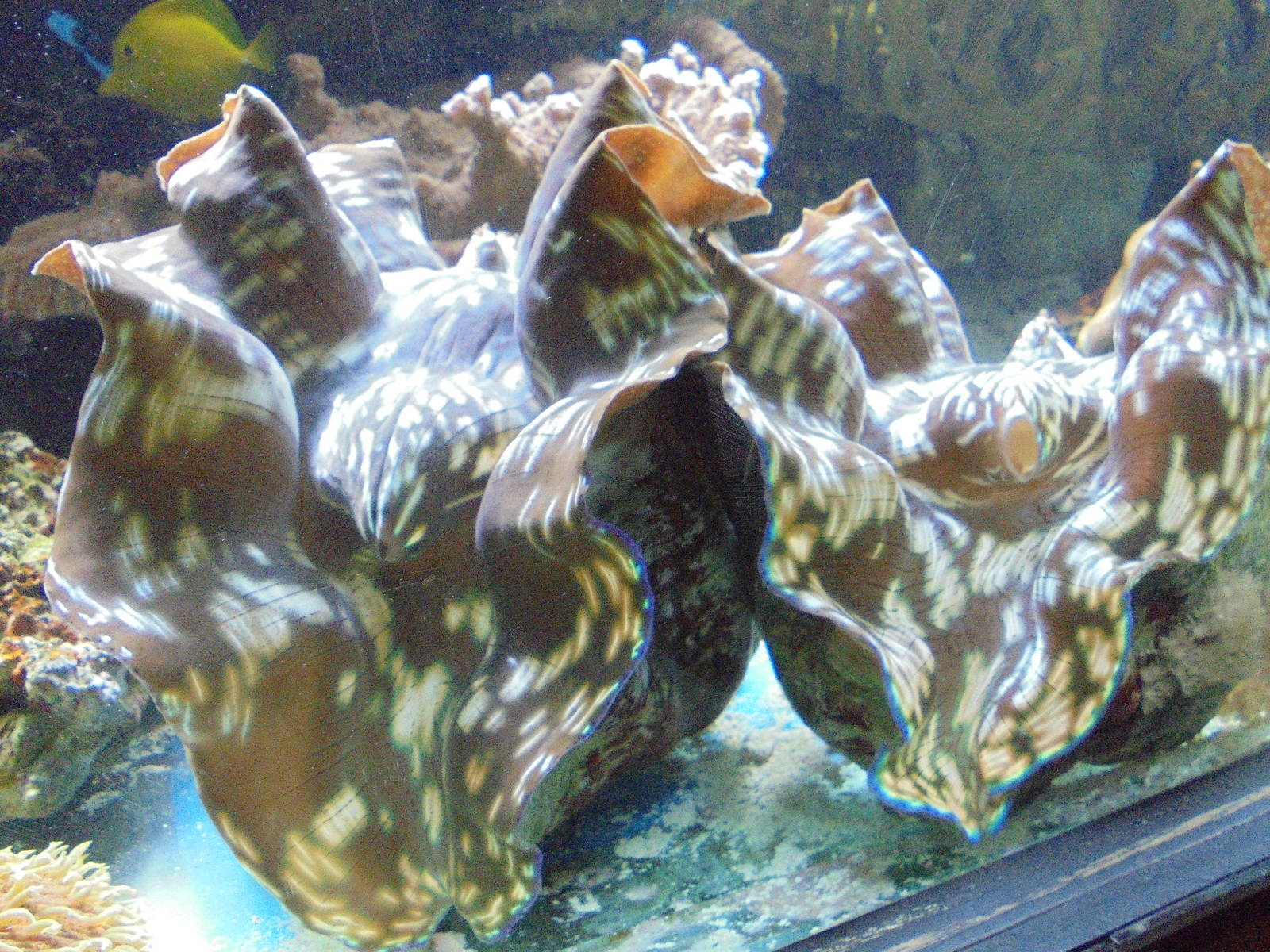 Blue-Green Giant Clams 2015