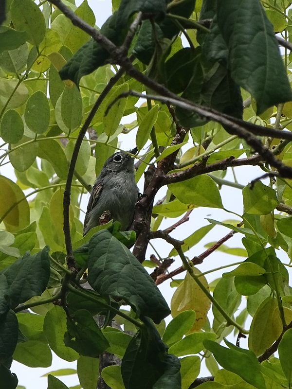 Blue-grey gnatcatcher (Polioptila caerulea)