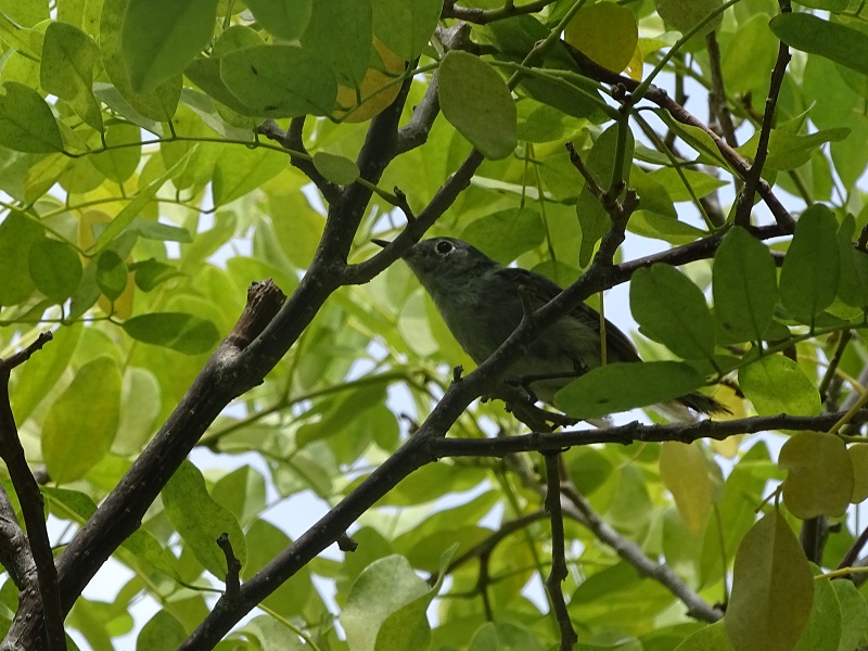 Blue-grey gnatcatcher (Polioptila caerulea)
